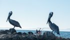 Brown pelicans sitting on a rock as kayakers pass by in Baja, California