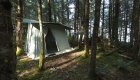 Tent set up amongst the dense forest of the Pacific Northwest
