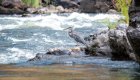 Great blue heron standing on a rock in the Rogue River