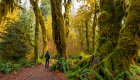 Person standing and admiring the trees of the Hoh Rainforest in the Olympic National Park