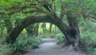 A large tree branch creating an arch over a trail through the Hoh Rainforest in Washington State.