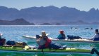 Sea kayaking among dolphins in the Sea of Cortez