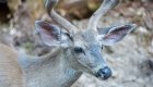 Close up of a deer in Oregon