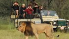 A large lion walking in front of a safari jeep full of tourists taking pictures in Africa
