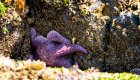 Purple Starfish stuck to a rock in British Columbia
