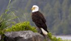 Bald Eagle perched on a rock on a foggy day