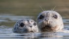 two grey harbor seals in water