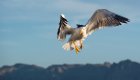 Yellow footed gull flying in the warm Baja sun over the Sea of Cortez