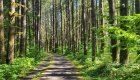 Scenic paved bike trail winding through tall trees in the Pacific Northwest on an Oregon cycling adventure.