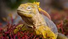 land iguana in the galapagos islands