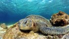 green sea turtle in the galagagos islands