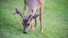 deer with velvet antlers on green grass