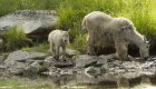 Mountain goats spotted near the banks of the Middle Fork Salmon River, a common wildlife sighting on Salmon River rafting adventures in Idaho.