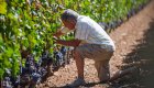 man checking grapes in croatian vineyard