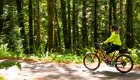 Cyclist riding a red bike on a paved path through a green forest