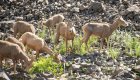 Group of bighorn sheep standing among rocks along the riverbank.