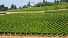 Rolling vineyards in Oregon’s Willamette Valley, a highlight of the e-bike wine country tour to McMinnville