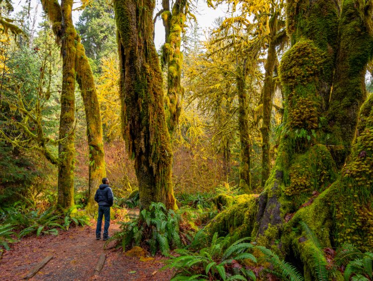 Man walking through the Hoh Rainforest in Olympic National Park