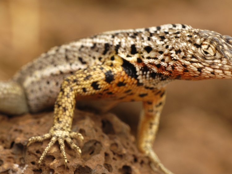 Lava lizard perched on a rock in the Galapagos Islands