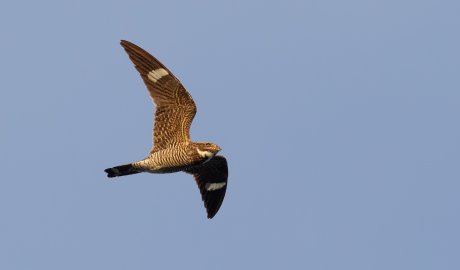A nighthawk flying through the sky on the Middle Fork of the Salmon river.