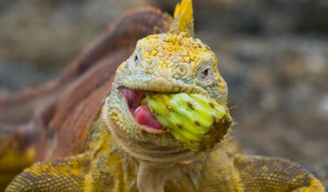 lizard with cactus in mouth