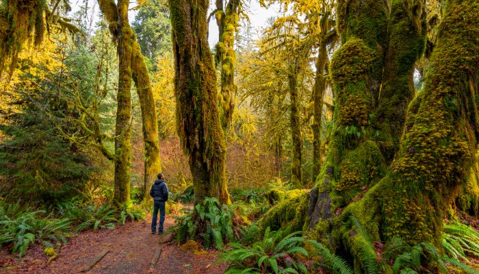 Man walking through the Hoh Rainforest in Olympic National Park