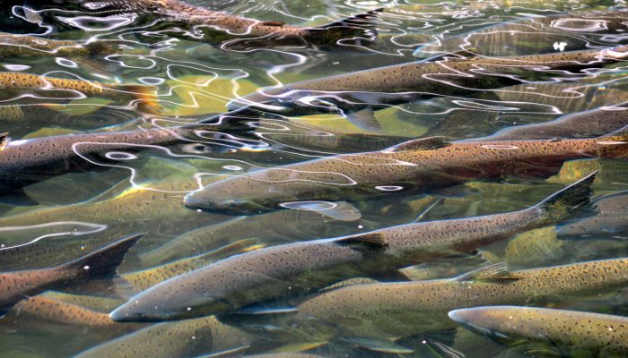 school of fish swimming in a river