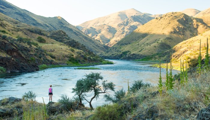 A person standing on a rock on shore looking downstream on the Lower Salmon River