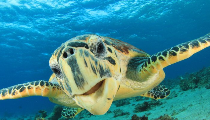 sea turtle galapagos
