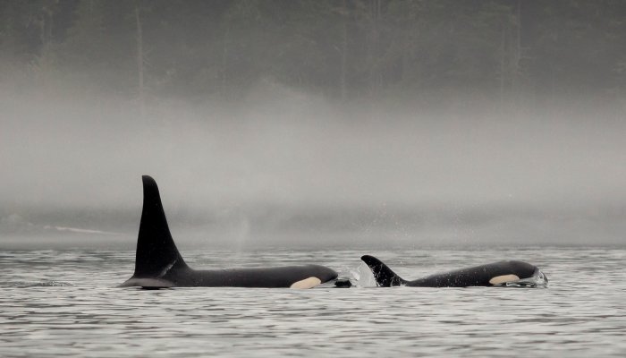 two orca whale swimming in ocean with fog around